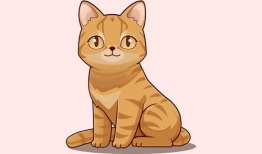 动漫的猫,动漫猫的奇幻冒险之旅