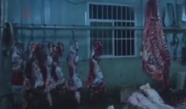 牛的叫声视频,探寻乡村牧歌中的自然旋律